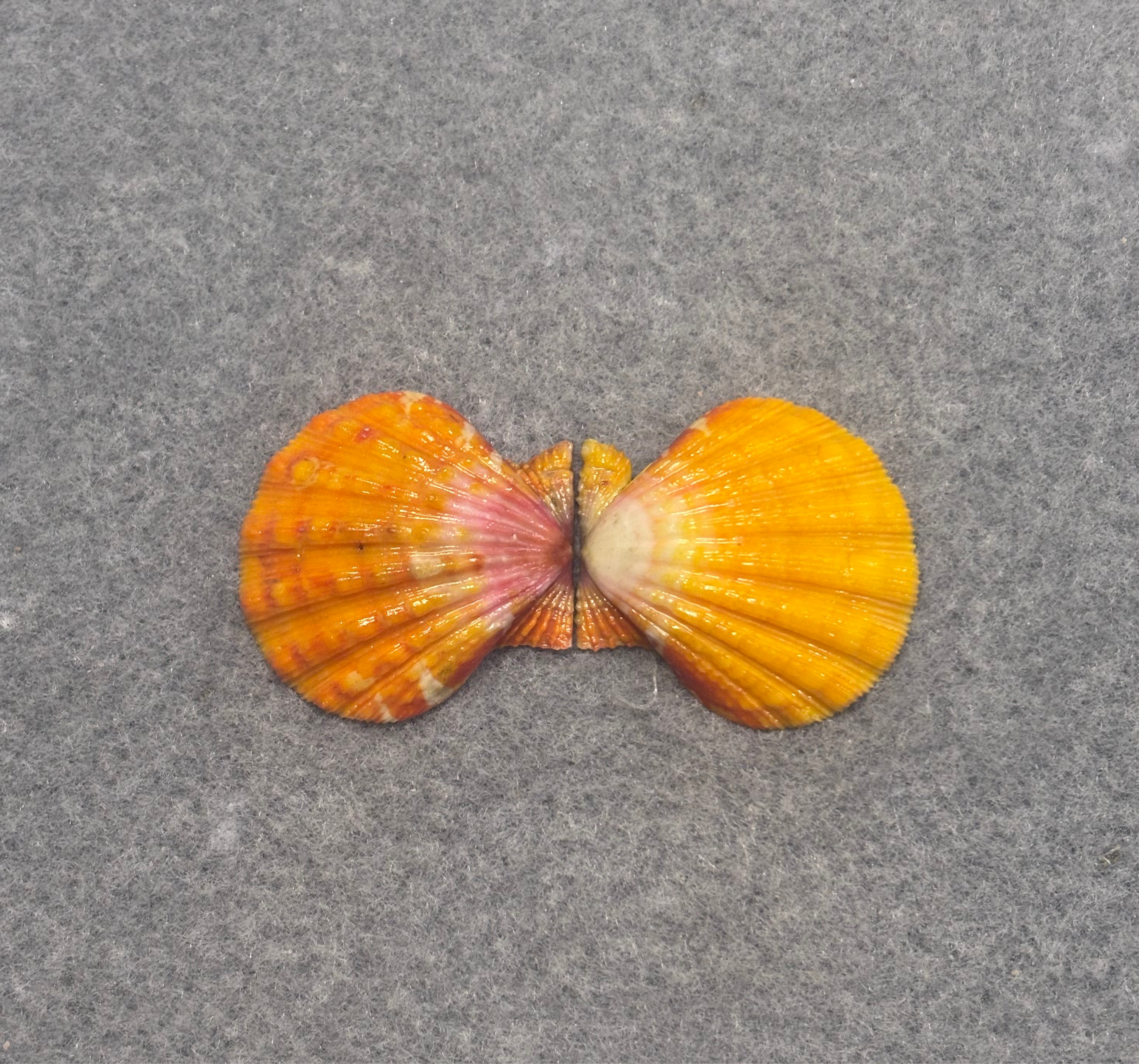 True pair Hawaiian sunrise shell pair Necklace w/ Tahitian pearl